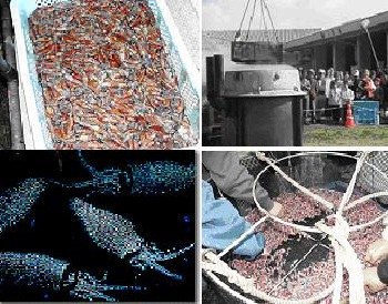 おばんざい歳時記 庶民の味覚と四季