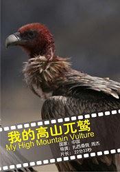 我的高山兀鹫